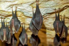 Během roku 2025 bylo do Záchranné stanice živočichů Rokycany přijato celkem 553 volně žijících živočichů Během roku 2025 bylo do Záchranné stanice živočichů Rokycany přijato celkem 553 volně žijících živočichů